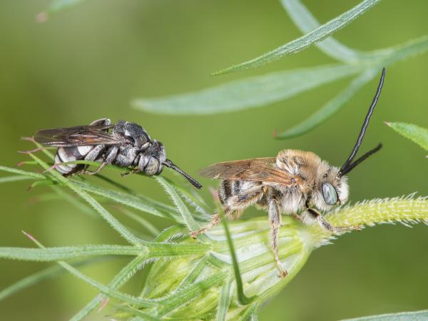 Les abeilles sauvages de Suisse Epéole noir - Triepeolus tristis