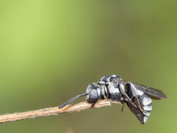Les abeilles sauvages de Suisse Epéole noir - Triepeolus tristis