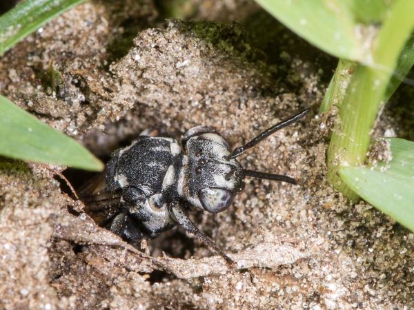 Les abeilles sauvages de Suisse Epéole noir - Triepeolus tristis