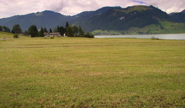 Papillons de jour de Suisse Azuré des mouillères - Phengaris alcon