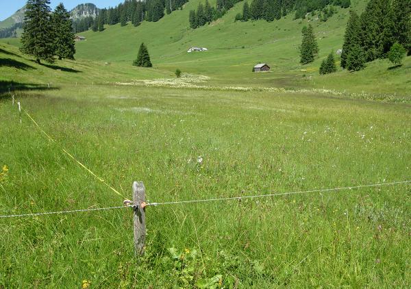 Papillons de jour de Suisse Fadet des tourbières - Coenonympha tullia