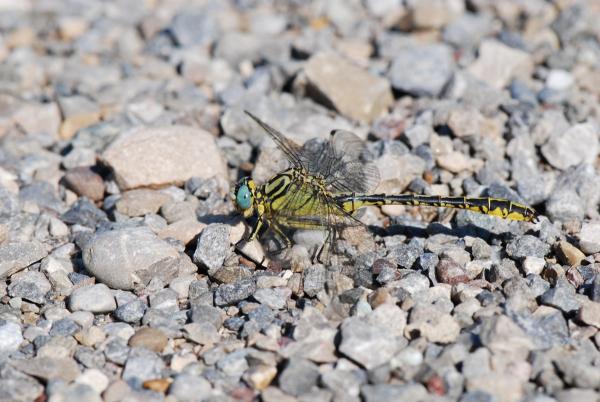Odonaten der Schweiz Gelbe Keiljungfer  - Gomphus  simillimus 