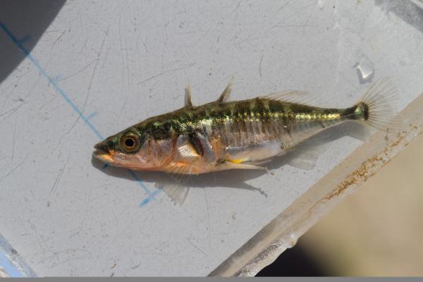  Europäischer Dreistachliger Stichling  - Gasterosteus aculeatus 