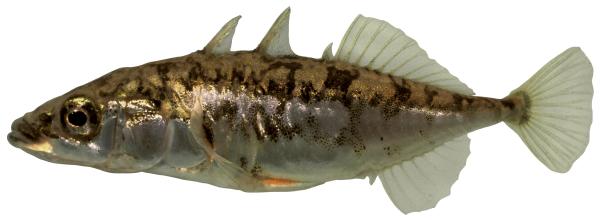 Fischen der Schweiz Westlicher Dreistachligen Stichling  - Gasterosteus gymnurus