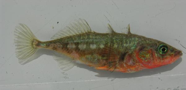 Fischen der Schweiz Westlicher Dreistachligen Stichling  - Gasterosteus gymnurus