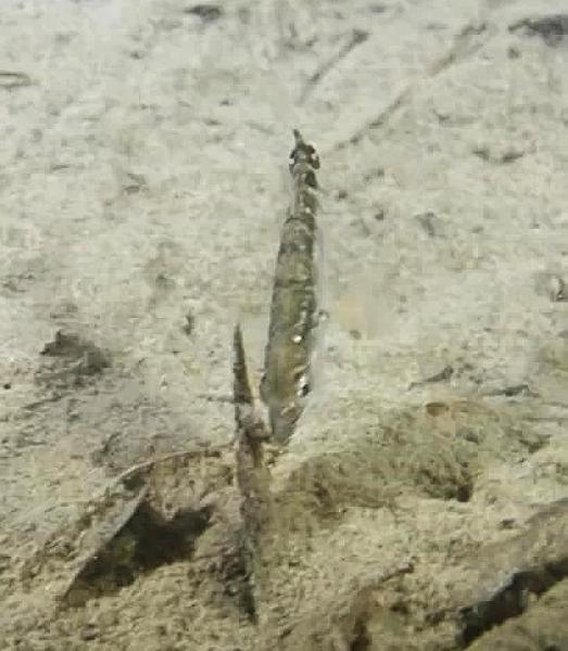  Europäischer Dreistachliger Stichling  - Gasterosteus aculeatus 