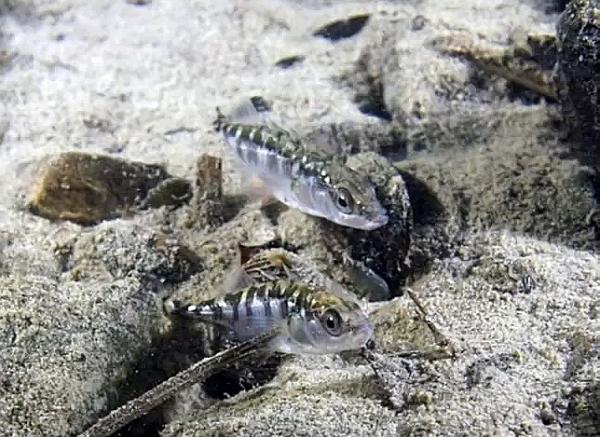  Europäischer Dreistachliger Stichling  - Gasterosteus aculeatus 