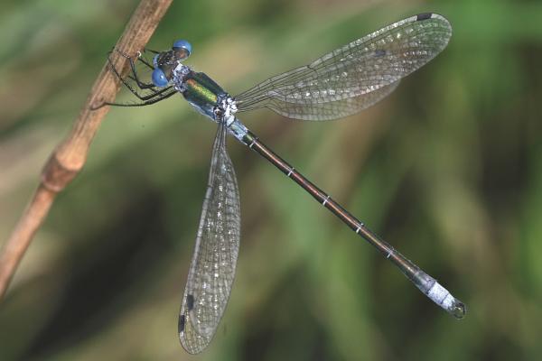 Odonaten der Schweiz Glänzende Binsenjungfer  - Lestes dryas 
