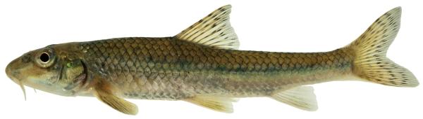 Poissons de Suisse Goujon  - Gobio gobio 