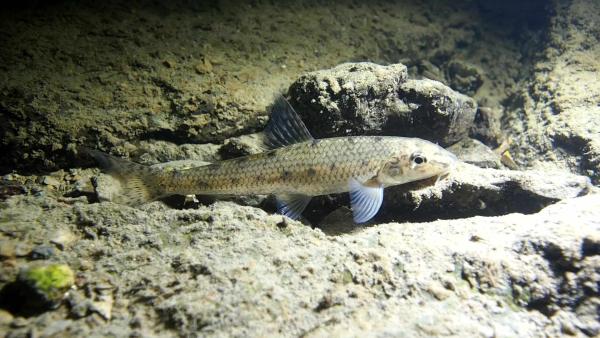 Poissons de Suisse Goujon  - Gobio gobio 