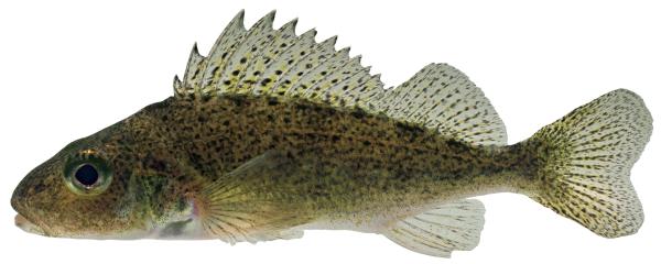 Poissons de Suisse Gremille  - Gymnocephalus cernua 
