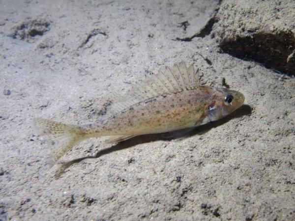 Poissons de Suisse Gremille  - Gymnocephalus cernua 