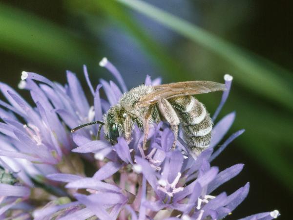 Les abeilles sauvages de Suisse Halicte de bronze - Halictus leucaheneus