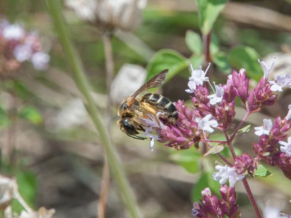 Les abeilles sauvages de Suisse Halicte quatre-bandes - Halictus quadricinctus
