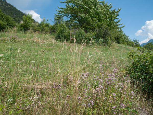 Les abeilles sauvages de Suisse Halicte quatre-bandes - Halictus quadricinctus