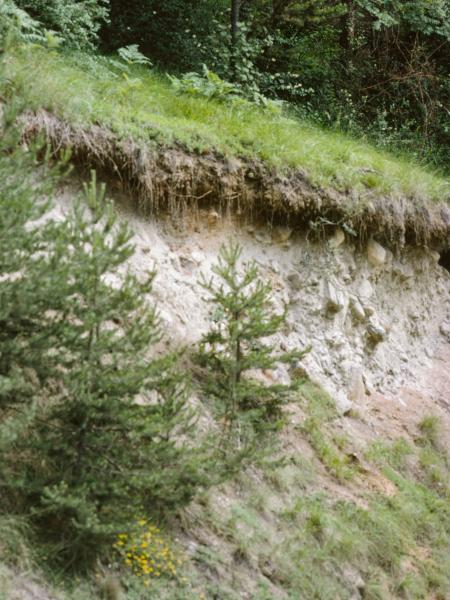 Les abeilles sauvages de Suisse Halicte quatre-bandes - Halictus quadricinctus