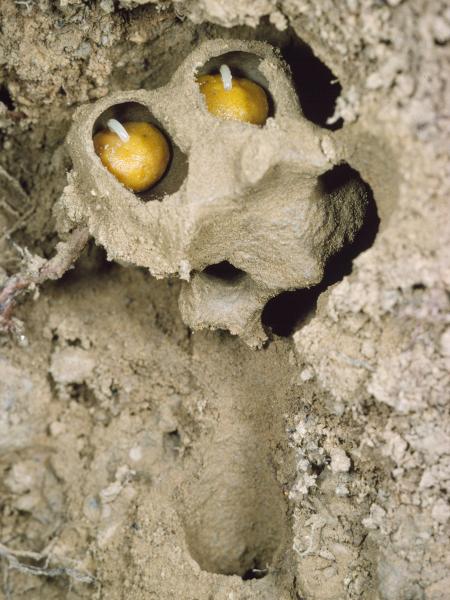 Les abeilles sauvages de Suisse Halicte quatre-bandes - Halictus quadricinctus
