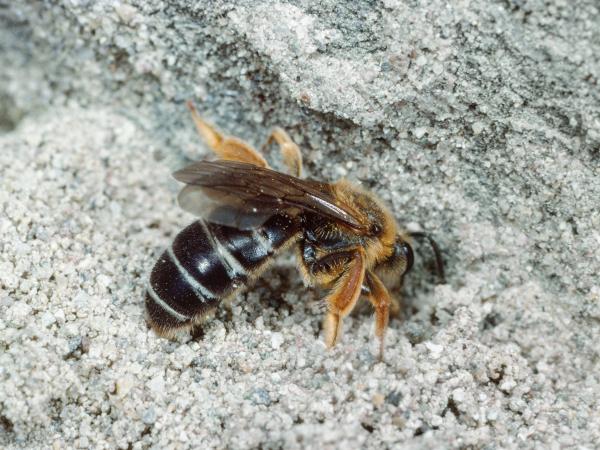 Les abeilles sauvages de Suisse Halicte pattes-rouges - Halictus rubicundus