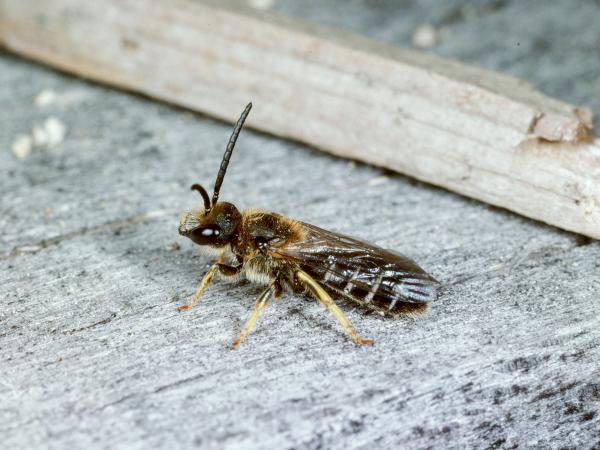 Les abeilles sauvages de Suisse Halicte pattes-rouges - Halictus rubicundus