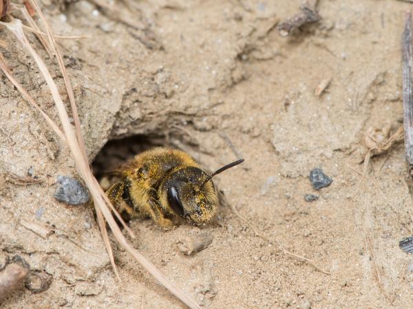 Les abeilles sauvages de Suisse Halicte de la Scabieuse - Halictus scabiosae