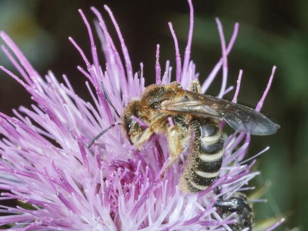 Les abeilles sauvages de Suisse Halicte six-bandes - Halictus sexcinctus
