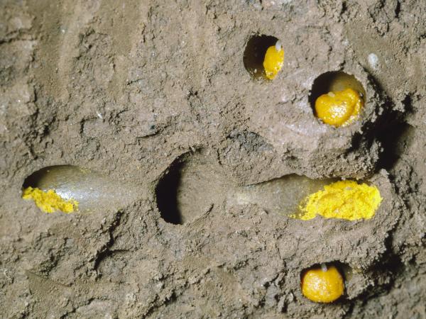 Les abeilles sauvages de Suisse Halicte six-bandes - Halictus sexcinctus