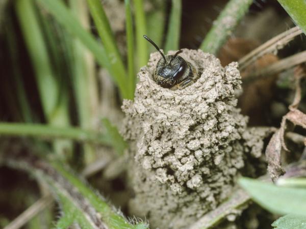 Les abeilles sauvages de Suisse Halicte commune - Halictus simplex