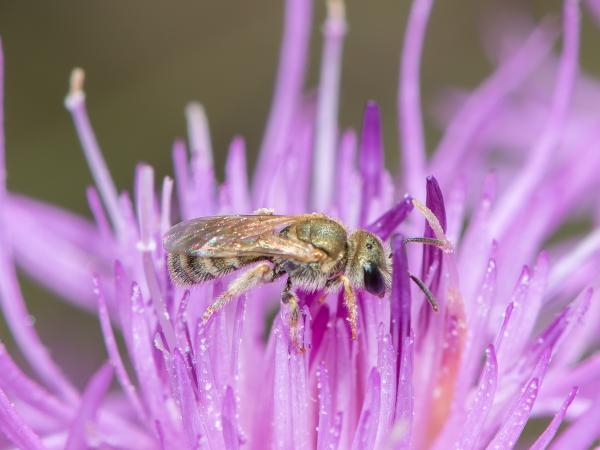 Les abeilles sauvages de Suisse Halicte subméditerranéene - Halictus submediterraneus