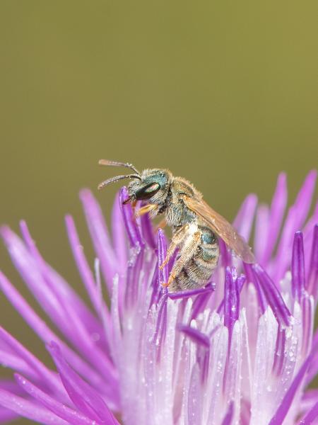 Les abeilles sauvages de Suisse Halicte subméditerranéene - Halictus submediterraneus