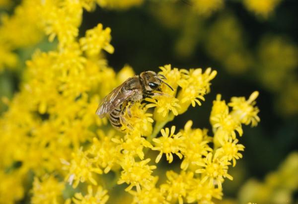 Les abeilles sauvages de Suisse Halicte semi-doré - Halictus subauratus