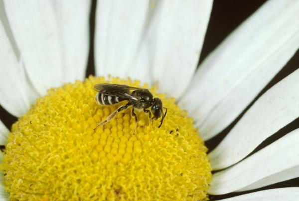 Les abeilles sauvages de Suisse Halicte dorée commune - Halictus tumulorum