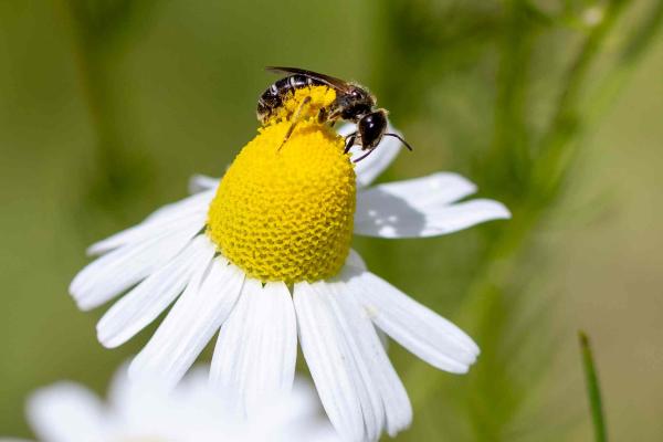 Les abeilles sauvages de Suisse Halicte tachetée - Halictus maculatus
