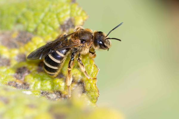 Les abeilles sauvages de Suisse Halicte six-bandes - Halictus sexcinctus