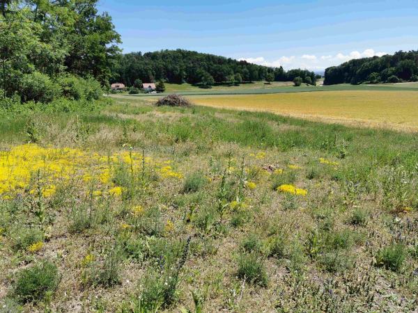 Les abeilles sauvages de Suisse Halicte six-bandes - Halictus sexcinctus