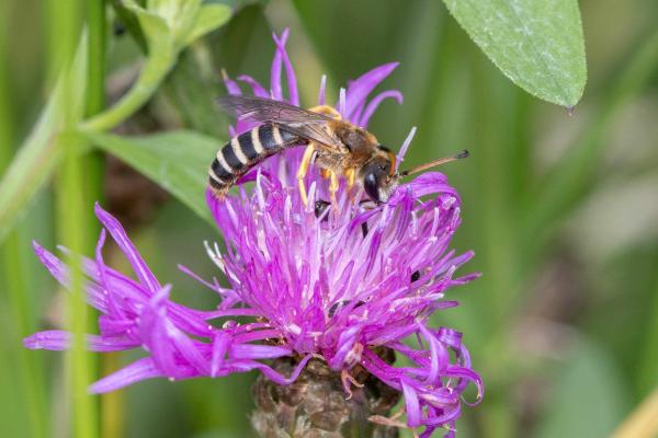 Les abeilles sauvages de Suisse Halicte six-bandes - Halictus sexcinctus