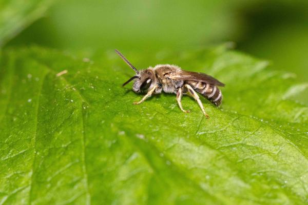 Les abeilles sauvages de Suisse Halicte semi-doré - Halictus subauratus
