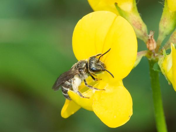 Les abeilles sauvages de Suisse Halicte confuse - Halictus confusus