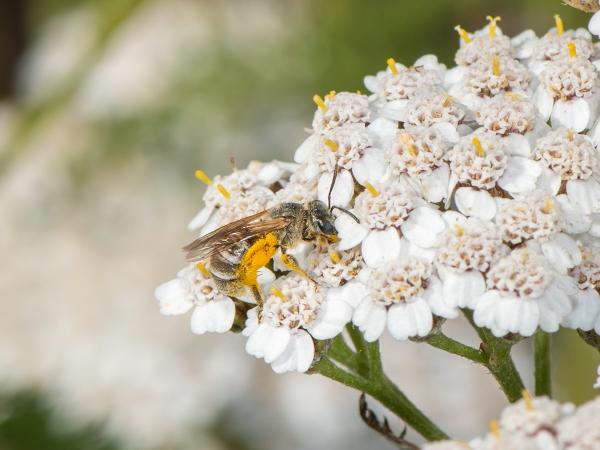 Les abeilles sauvages de Suisse Halicte de bronze - Halictus leucaheneus
