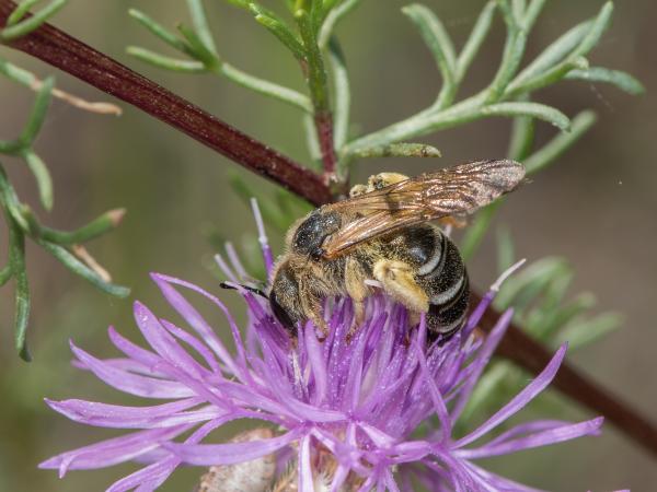 Les abeilles sauvages de Suisse Halicte quatre-bandes - Halictus quadricinctus