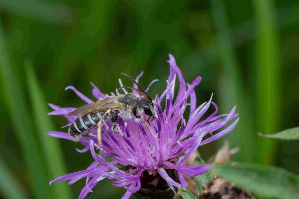 Les abeilles sauvages de Suisse Halicte quatre-bandes - Halictus quadricinctus