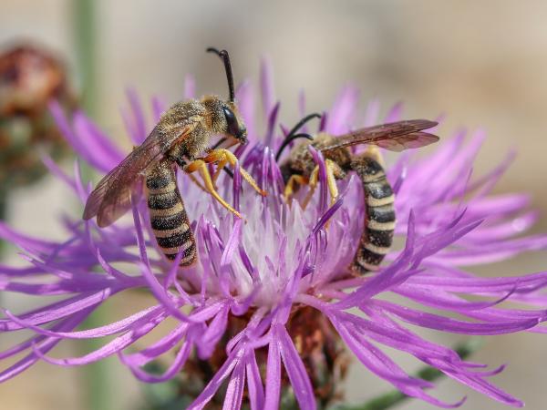 Les abeilles sauvages de Suisse Halicte de la Scabieuse - Halictus scabiosae