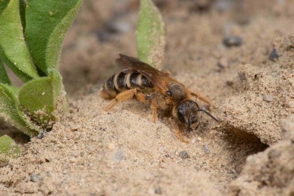 Les abeilles sauvages de Suisse Halicte six-bandes - Halictus sexcinctus