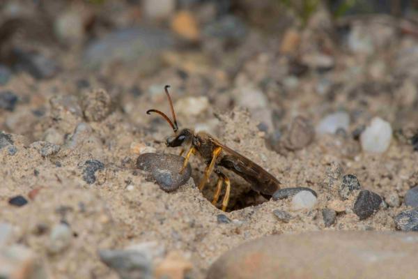 Les abeilles sauvages de Suisse Halicte six-bandes - Halictus sexcinctus