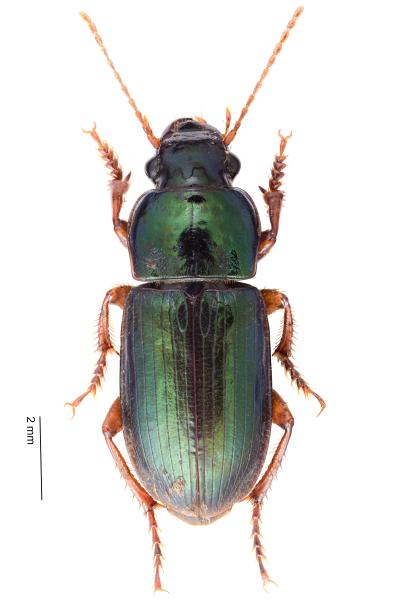   - Harpalus affinis