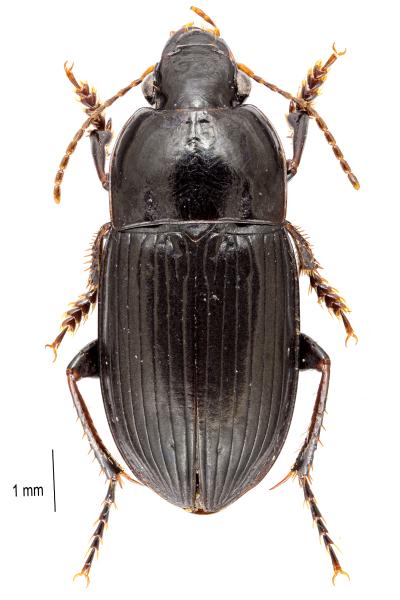   - Harpalus anxius