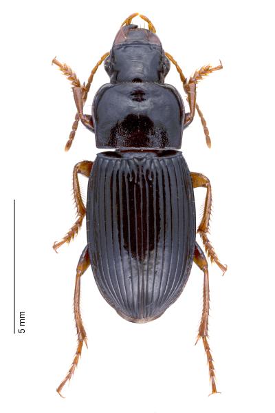   - Harpalus atratus