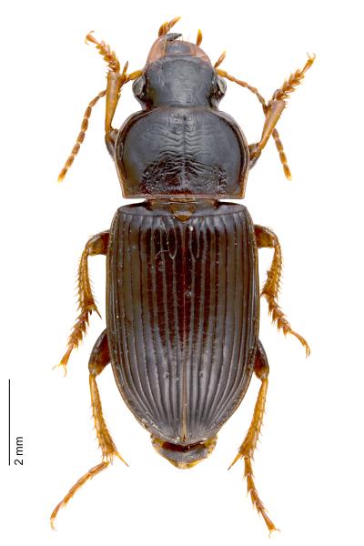   - Harpalus attenuatus