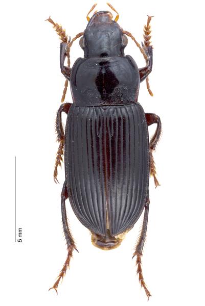   - Harpalus calceatus