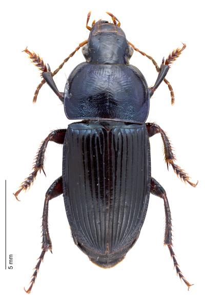   - Harpalus dimidiatus