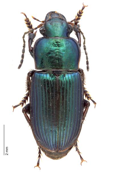 Carabes de Suisse  - Harpalus distinguendus distinguendus